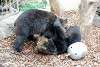 ueno_zoo_2592_mini.jpg