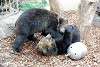 ueno_zoo_2593_mini.jpg