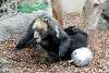 ueno_zoo_2596_mini.jpg