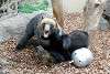ueno_zoo_2597_mini.jpg