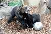 ueno_zoo_2598_mini.jpg