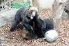 ueno_zoo_2599_mini.jpg