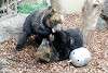 ueno_zoo_2600_mini.jpg