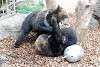 ueno_zoo_2602_mini.jpg