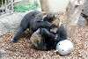 ueno_zoo_2603_mini.jpg