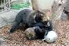 ueno_zoo_2604_mini.jpg