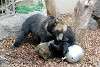 ueno_zoo_2605_mini.jpg
