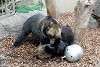 ueno_zoo_2606_mini.jpg