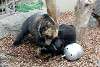 ueno_zoo_2607_mini.jpg