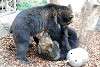 ueno_zoo_2616_mini.jpg