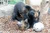 ueno_zoo_2617_mini.jpg