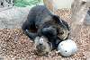 ueno_zoo_2619_mini.jpg
