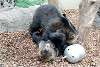 ueno_zoo_2620_mini.jpg