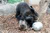 ueno_zoo_2621_mini.jpg