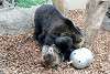 ueno_zoo_2622_mini.jpg