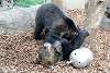 ueno_zoo_2625_mini.jpg