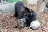 ueno_zoo_2626_mini.jpg