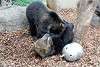 ueno_zoo_2627_mini.jpg