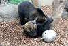 ueno_zoo_2628_mini.jpg