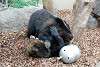 ueno_zoo_2629_mini.jpg