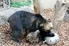 ueno_zoo_2630_mini.jpg