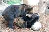 ueno_zoo_2632_mini.jpg