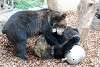 ueno_zoo_2633_mini.jpg