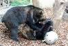 ueno_zoo_2634_mini.jpg