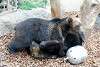 ueno_zoo_2635_mini.jpg