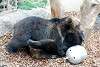 ueno_zoo_2636_mini.jpg
