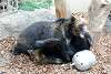 ueno_zoo_2638_mini.jpg
