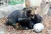 ueno_zoo_2639_mini.jpg