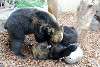 ueno_zoo_2641_mini.jpg