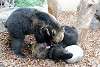 ueno_zoo_2642_mini.jpg