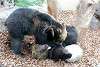 ueno_zoo_2643_mini.jpg