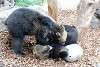 ueno_zoo_2644_mini.jpg