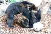 ueno_zoo_2645_mini.jpg