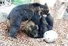 ueno_zoo_2646_mini.jpg