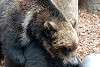 ueno_zoo_2647_mini.jpg