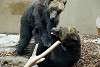 ueno_zoo_2648_mini.jpg