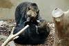 ueno_zoo_2651_mini.jpg