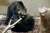 ueno_zoo_2652_mini.jpg