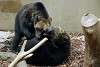 ueno_zoo_2653_mini.jpg