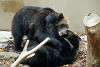 ueno_zoo_2657_mini.jpg