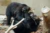 ueno_zoo_2658_mini.jpg