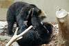 ueno_zoo_2659_mini.jpg