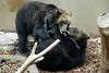 ueno_zoo_2660_mini.jpg
