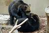 ueno_zoo_2661_mini.jpg