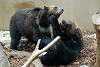 ueno_zoo_2662_mini.jpg