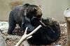 ueno_zoo_2663_mini.jpg